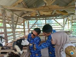 Disnakeswan Lebak Temukan 30 Ekor Hewan Kurban dalam Kondisi Sakit