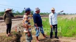 Petani Bojongsana Suradadi Kabupaten Tegal Keluhan Sering Gagal Panen