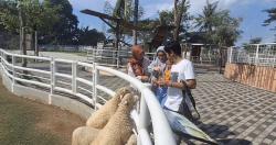 Wisata Shaun the Sheep di Jember, Rasakan Sensasi Dunia Animasi yang Jadi Nyata