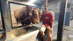 Sapi 1 Ton Milik Warga Boyolali Dibeli Presiden Prabowo untuk Kurban