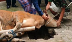 Bagaimana Hukum Berkurban di Hari Raya Idul Adha dan Apa Saja Syaratnya?