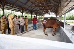 Jelang Iduladha, Bupati Kobar Salurkan Hewan Kurban untuk Masyarakat