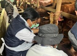 Jelang Idul Adha Pemkot Cirebon Lakukan Pengecekan Kesehatan Ribuan Hewan Kurban di Beberapa Tempat