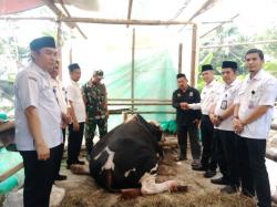 Warga Pasir Salam Terharu! Presiden Prabowo Beri Bantuan Sapi Kurban 1 Ton untuk Cilegon