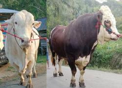 Sapi Kurban Presiden Prabowo yang dibeli di Sinjai Dikirim ke Luwu dan Toraja, Ini Harganya!