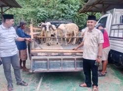 Legislator Cilegon, Tebar Kepedulian Lewat 2 Sapi dan 7 Kambing Kurban