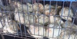 Jelang Idul Adha, Harga Ayam Potong di Pasar Mamuju Naik, Tapi Tak Surutkan Pembeli