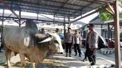 24 Hewan Kurban Milik Polres Pemalang pada Idul Adha 2025 Dipastikan Sehat dan Layak Konsumsi!