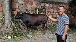 Sapi Kurban Jumbo dari Presiden Prabowo Tiba di Masjid Tertua Kefamenanu