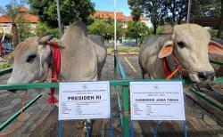 Wow! Presiden Prabowo Kurban Sapi Seberat 1 Ton di Masjid Al-Akbar, Khofifah Berapa?