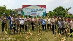 Polsek Cipeundeuy Gelar Panen Raya Jagung Serentak Dukung Program Ketahanan Pangan Nasional