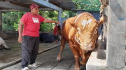 Bobot Hampir 1 Ton, Sapi Simental Milik Peternak Sukoharjo Dibeli Presiden Prabowo Untuk Kurban