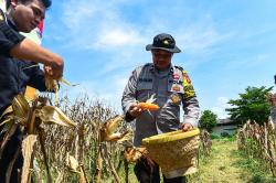 Potret Panen Jagung Serentak di Palembang