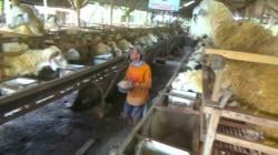 Kambing Laris Manis Jelang Kurban, Peternak di Kanor Bojonegoro Raup Omzet Fantastis