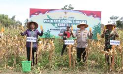 Jaga Ketahanan Pangan, Bupati dan Kapolres Panen Jagung Serentak di Pidie Jaya Aceh