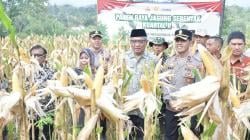 Panen Jagung di Kota Banjar, Sinergi TNI-Polri dan Pemkot Dorong Kemandirian Pangan dan Ekonomi