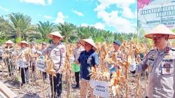 Dukung Swasembada Pangan, Polda Kalteng Gelar Panen Raya Jagung di Pulang Pisau