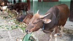Masjid Agung Nurul Falah TTU Terima 25 Sapi dan 63 Kambing Kurban