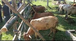 Momentum Hari Raya Idul Adha 1446 H, Pemkab Pidie Jaya Serahkan 121 Sapi Kurban Ke Masyarakat