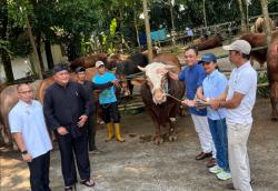 Bareng Bupati Bogor, Ceu Marlyn Maisarah Salurkan 61 Ekor Sapi Kurban Presiden Prabowo Subianto