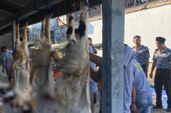Kurban Dibalik Jeruji Lapas Mojokerto, 12 Kambing dan 3 Ekor Sapi Disembelih