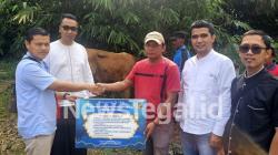 KPw BI Tegal Serahkan Sapi dan Kambing Kurban Untuk Warga Terdampak Bencana