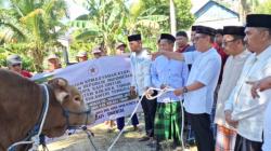 Presiden Prabowo Berkurban Sapi Bobot 925 Kg di Kolaka Timur