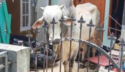 Sapi Kurban Ngamuk Seruduk Warga di Kopo Bandung, DKM Al Hidayah Minta Maaf