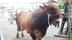 Presiden Prabowo Kurban Sapi Berbobot 960 Kilogram di Samarinda, Dibeli dari Peternak Lokal