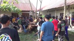 Ratusan Santri Popes Budi Utomo Grobogan,Iuran Beli sapi dari Hasil Menabung Selama Setahun