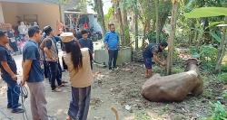 PT Agung Sedayu Grup Salurkan 9 Ekor Sapi Kurban untuk Warga Serang