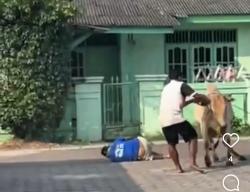 Sapi Mengamuk Saat Akan Disembelih, Warga Ciwaru Kota Serang Panik