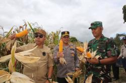 Tapanuli Utara Panen Raya Jagung, Bupati Tegaskan Komitmen Dukung Swasembada Pangan 2025