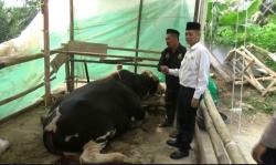 Bahagia! Warga Pegunungan Cilegon Terima Sapi Kurban 1 Ton Bantuan Presiden Prabowo