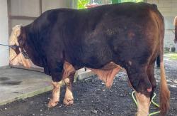 Hercules, Sapi Kurban Presiden Prabowo Disembelih di Kulonprogo