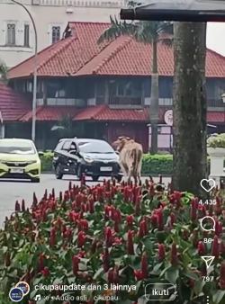 Sapi Kurban Kabur di Jalan Raya Citra Raya Cikupa Tangerang, Bikin Heboh Pengendara dan Warga