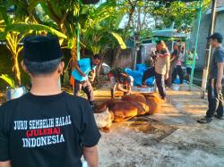 Qurban 8 Sapi dan 5 Kambing, Panitia Qurban Masjid Al-Muhajirin Amanahkan Penyembelihan pada Juleha