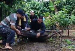 BREAKING NEWS Ustaz Idham Kholid Meninggal saat Sembelih Hewan Kurban di Citayam