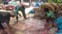 Idul Adha, Pengepul Kulit Sapi & Kambing di Bojonegoro Kebanjiran Pasokan