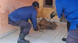 Damkar Kuningan Evakuasi Anjing Liar yang Masuk ke Rumah Warga