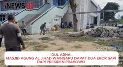 Idul Adha 1446 H: Masjid Agung Al Jihad Waingapu Dapat 2 Ekor Sapi dari Presiden Prabowo