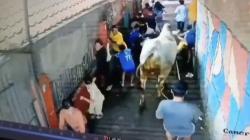 Viral Sapi Kurban Mengamuk di Bandung, Sejumlah Anak Jadi Korban