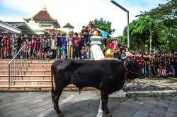 Potret Suasana Penyembelihan Hewan Kurban di Palembang