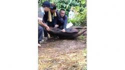 Viral! Detik-detik Ustadz di Bogor Meninggal Saat Sembelih Kurban