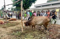 Berbagi Keceriaan Idul Adha di Aceh Utara, Satu Sapi untuk Tujuh Hati