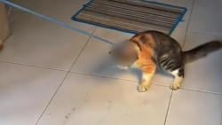 Viral, Remaja di Tulungagung Seret Kucing Oyen Gemoy Parodikan Hewan Kurban bikin Miris!