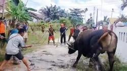 Sapi Kurban Ngamuk dan Kabur Saat Akan Disembelih Dievakuasi Petugas Damkar