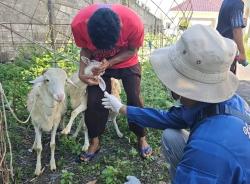Dinas Pertanian Probolinggo Temukan Satu Hewan Kurban Terkena Cacing Hati, Ribuan Lainnya Aman
