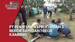 PT PLN IP UBP Kepri Kurban 3 Ekor Sapi dan 1 Ekor Kambing