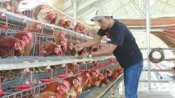 Inspiratif! Kades di Indramayu Budidaya Ayam Petelur, Ajak Masyarakat Berinovasi